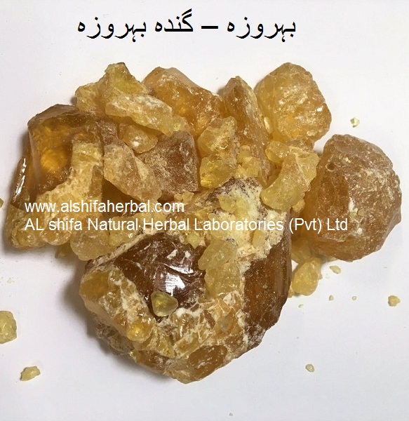 Behroza,  Pine Resin - Image 2